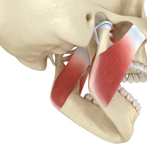 TMJ: The temporomandibular joints and muscles. Medically accurate 3D illustration.
